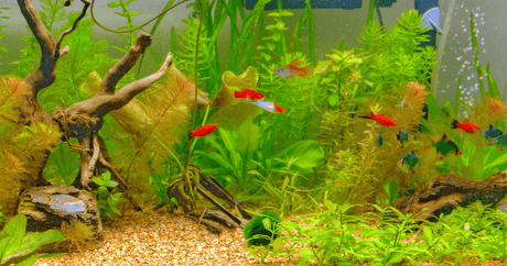 Designing Your Dream Aquarium: A Step-by-Step Guide for Beginners