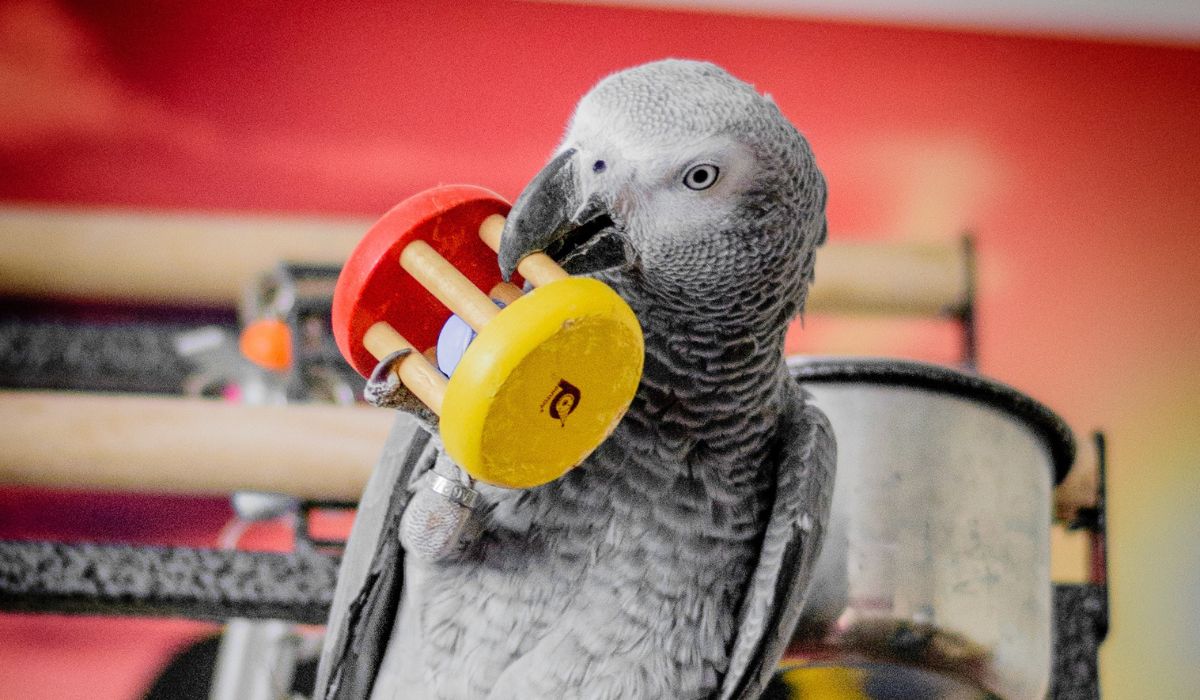 Our Best Accessories For Your Bird Cage