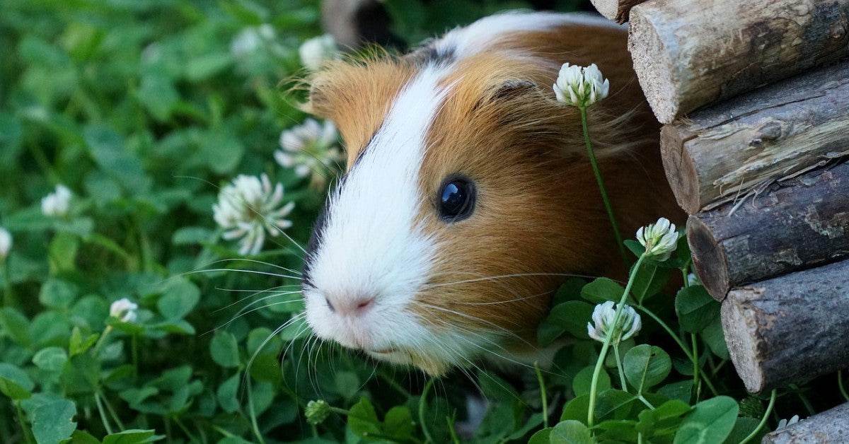 Summer Cooling Tips for Small Pets: Keep Bunnies, Guinea Pigs and Hamsters Comfortable in the Heat! - Petworld