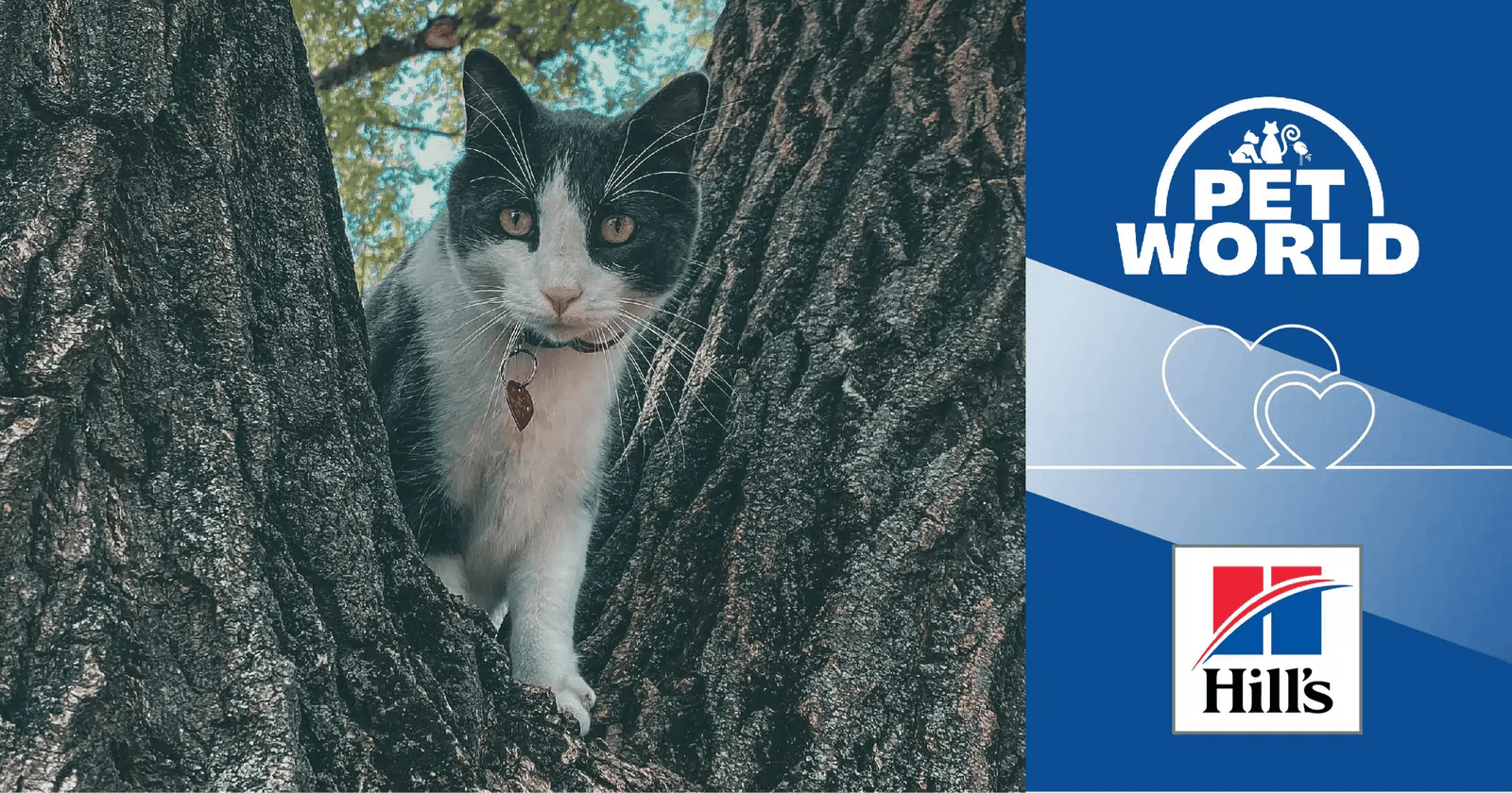 Petworld & Hill's Science Plan: Trusted Brands in Feline Wellness - Petworld