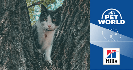 Petworld & Hill's Science Plan: Trusted Brands in Feline Wellness - Petworld