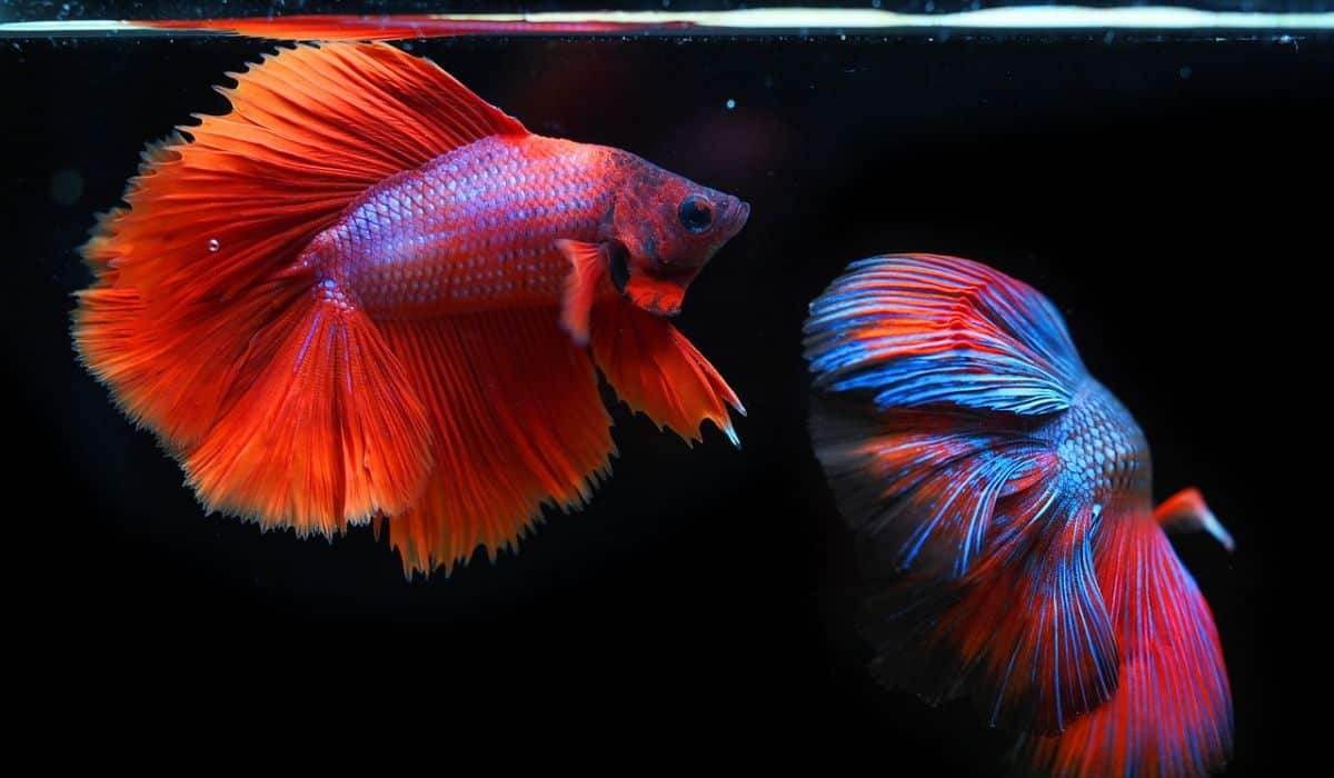The 15 Best Fish for Beginners - Petworld