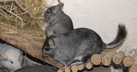 All About Chinchillas: A Guide to Your Pet's Habitat, Nutrition and Well-Being