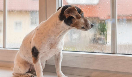 How to have Fun when it’s Raining Cats and Dogs