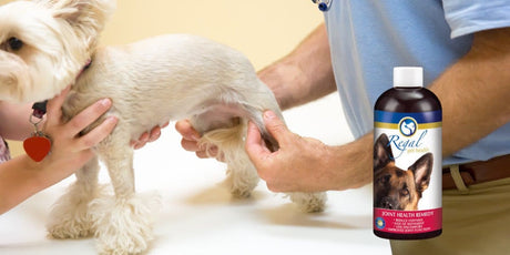 Relieve Your Dog's Joint Pain with Regal Pet Health's Glucosamine and Chondroitin Joint Health Supplement