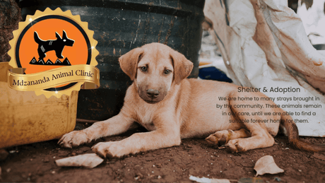 The Mdzananda Animal Clinic: A Beacon of Hope in Khayelitsha - Petworld
