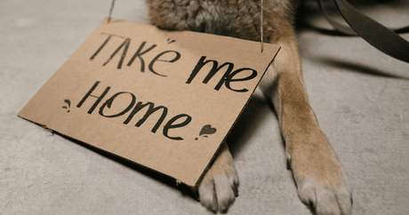 Happy Tails Langa: Where Compassion Lives and Hope Never Tires - Petworld