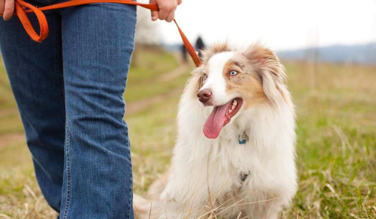 How To Walk Your Dogs (The Right Way!)