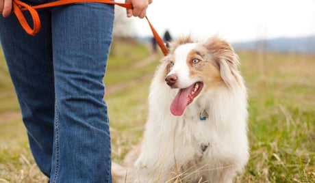 How To Walk Your Dogs (The Right Way!)