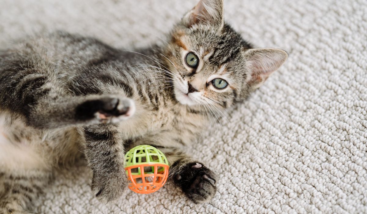 Best Cat Toys￼