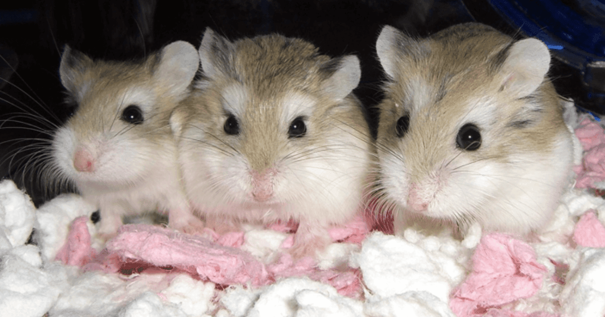 All About Syrian and Dwarf Hamsters: A Guide to Your Pet's Habitat, Nutrition and Well-Being - Petworld