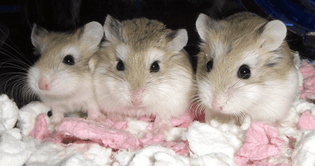 All About Syrian and Dwarf Hamsters: A Guide to Your Pet's Habitat, Nutrition and Well-Being - Petworld