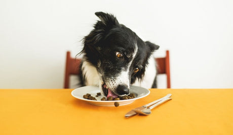 Top 5 Most Toxic Foods For Dogs (Avoid These!)