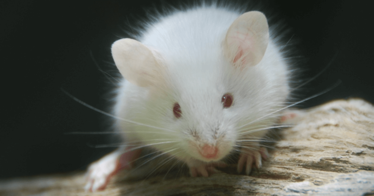 All About Mice: A Guide to Your Pet's Habitat, Nutrition and Well-Being