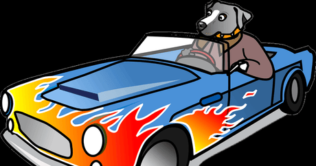 Buckle Up, Pup: Top Tips for Road Tripping with Your Canine Co-Pilot - Petworld