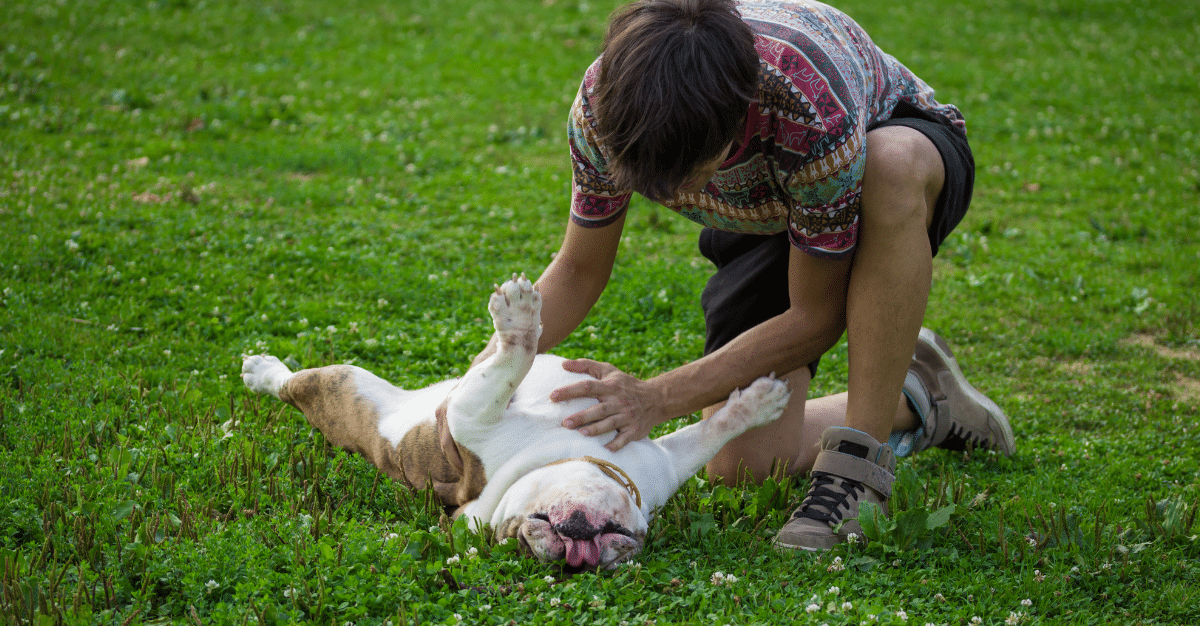 Best food to give dog with sensitive outlet stomach