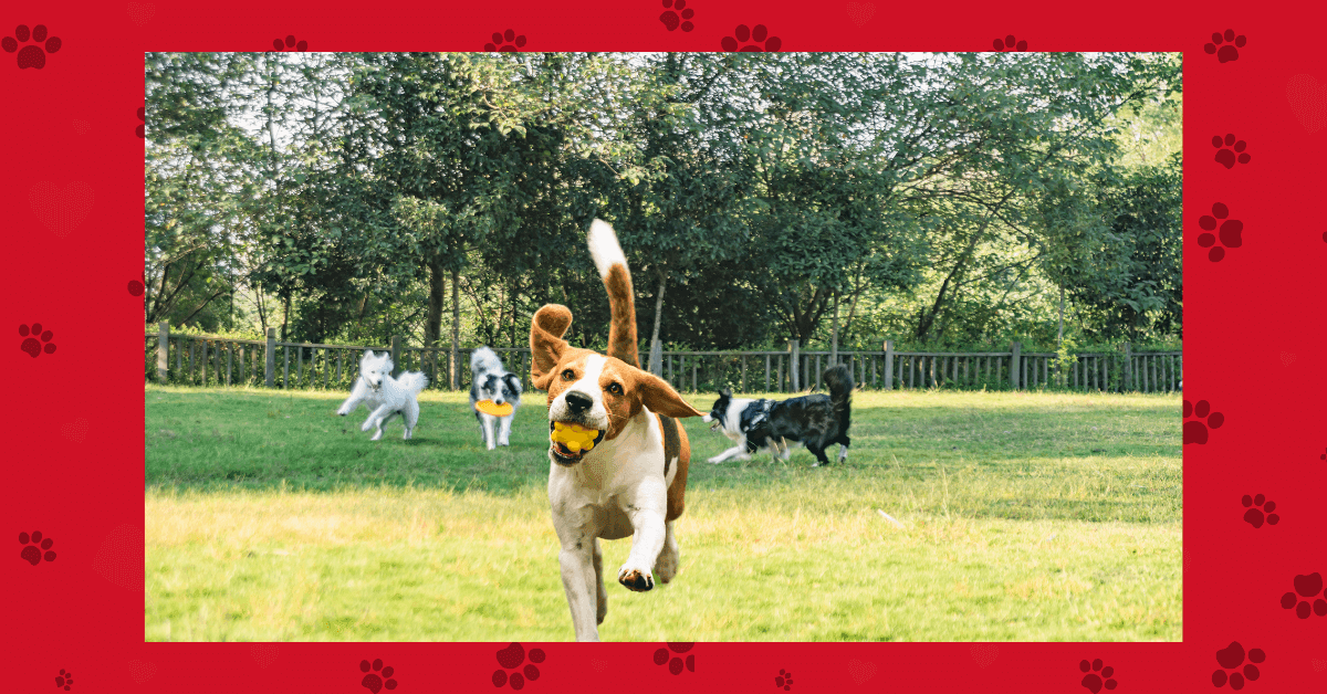 Fetch, Tug, Love: Why Playtime is the Secret to a Happy, Healthy Dog - Petworld