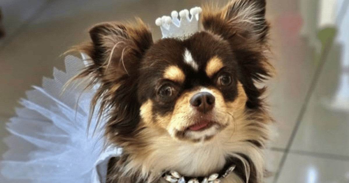 Say Bonjour to Mademoiselle Lula Bell: A Star Pup Goes Back to School! - Petworld