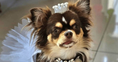 Say Bonjour to Mademoiselle Lula Bell: A Star Pup Goes Back to School! - Petworld