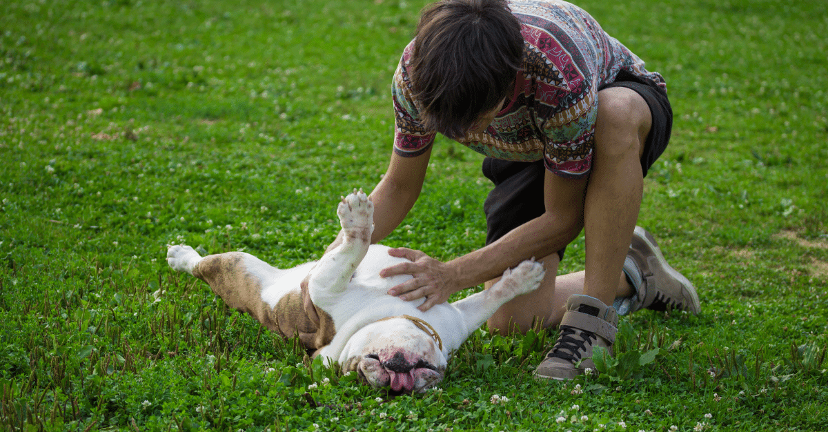 Feeding Your Dog with a Sensitive Stomach: The Best Digestive Health Dog Foods - Petworld