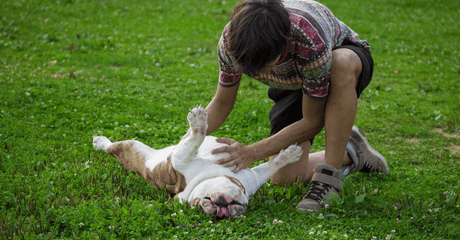 Feeding Your Dog with a Sensitive Stomach: The Best Digestive Health Dog Foods - Petworld