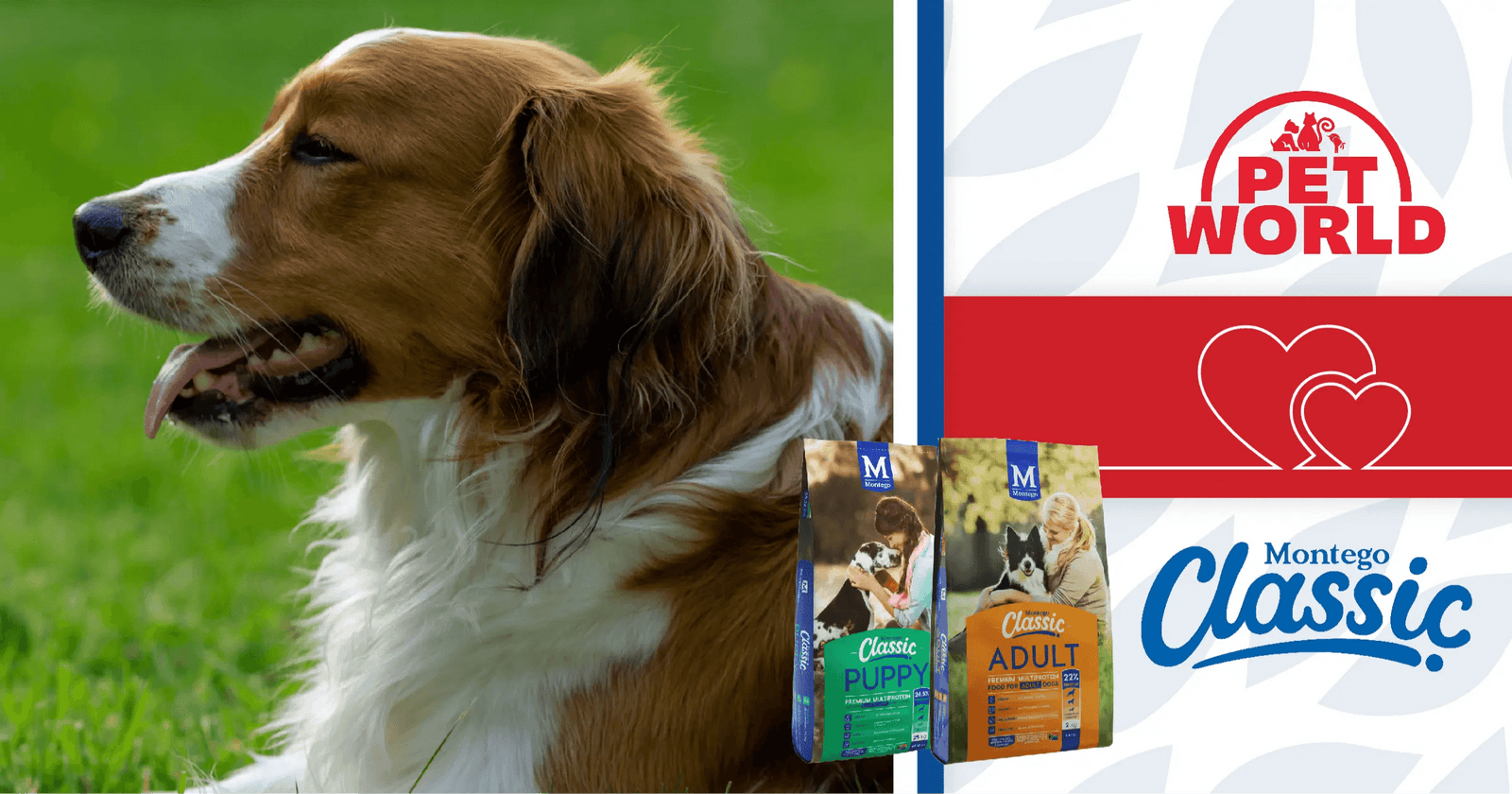 Fetch the Future: The Montego Classic-Petworld Journey in Dog Care - Petworld