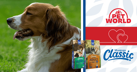 Fetch the Future: The Montego Classic-Petworld Journey in Dog Care - Petworld