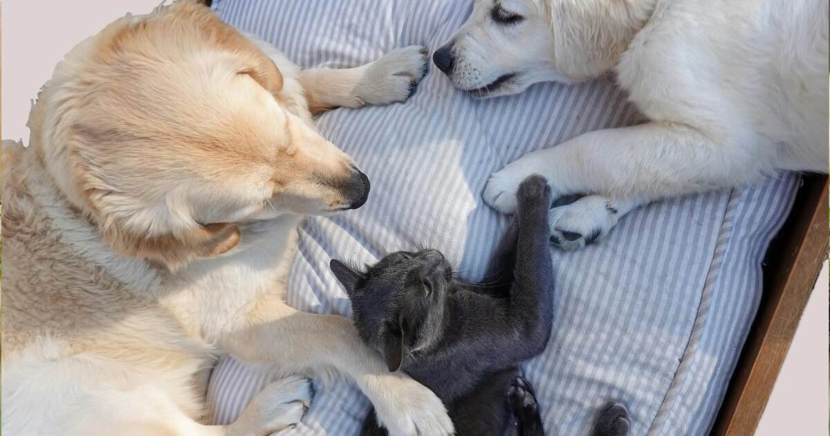 What Every New Pet Parent Needs to Know (Before the Couch Gets Chewed) - Petworld