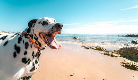 The Basics of Keeping your Dog Healthy￼ - Petworld