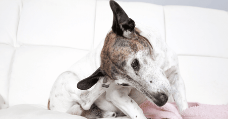 The Best Dog Foods for Skin Issues and Itching in Puppies, Adult and Senior Dogs in South Africa - Petworld