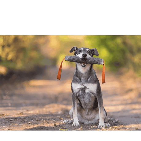 Ready, Set… Wait, What’s Coming to Petworld? - Petworld