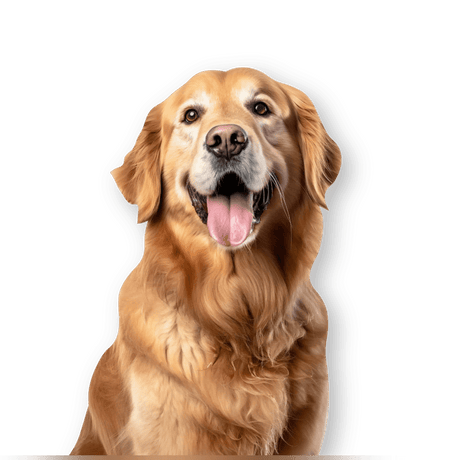 Dogs - Petworld