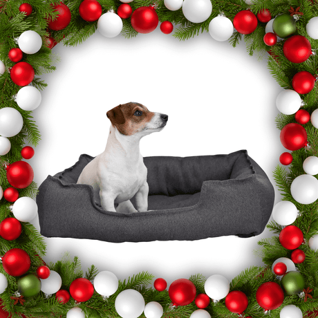 Dog Beds and Toys