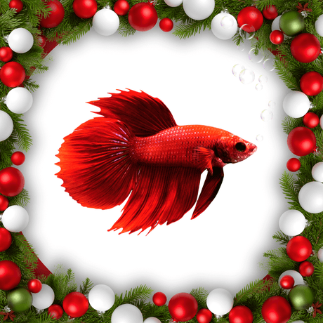 Fish Aquariums & Decor