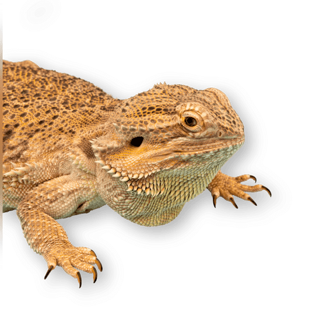 Reptiles - Petworld