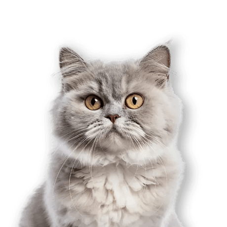 Cats - Petworld