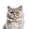 Cat Products