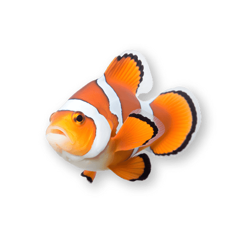 Marine Fish - Petworld