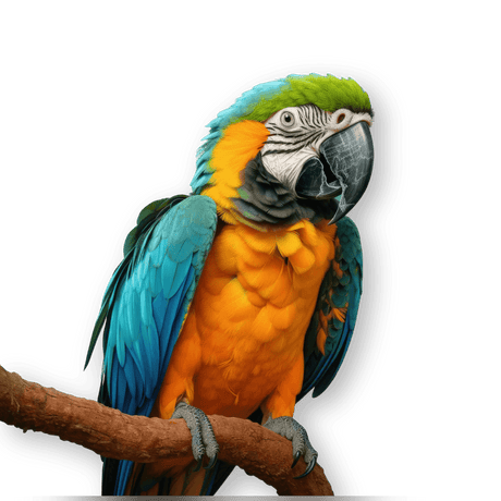 Birds - Petworld