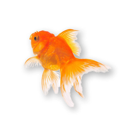 Fish - Petworld