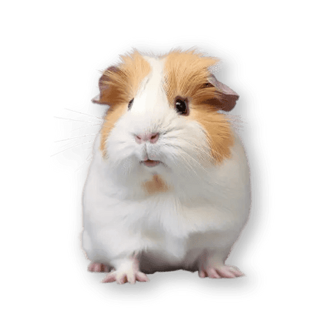 Small Pets - Petworld