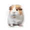 Small Pet Products